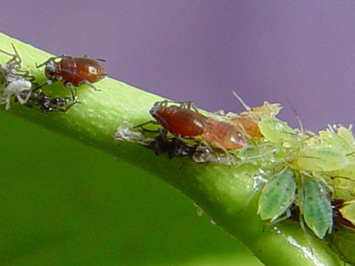 葡萄虫害防治大全,葡萄的主要虫害有哪些