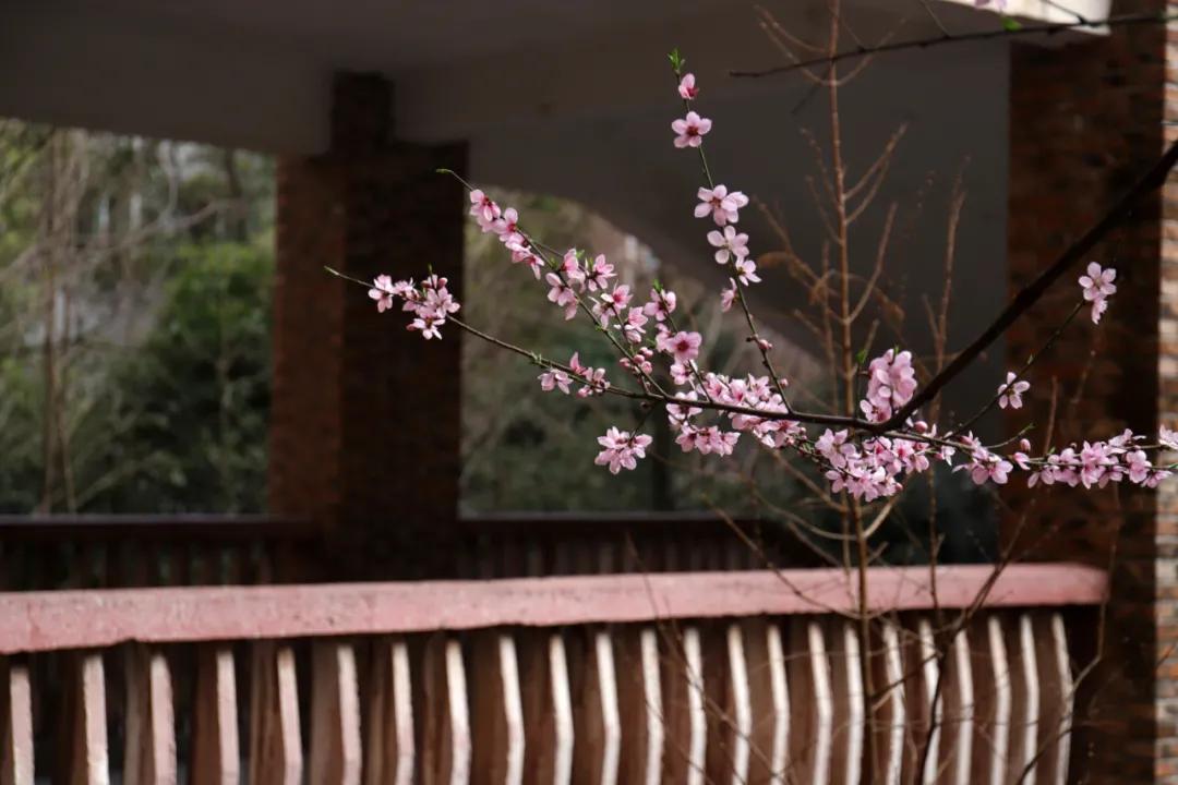 迎接校园里的百花齐放,教室窗外百花齐放