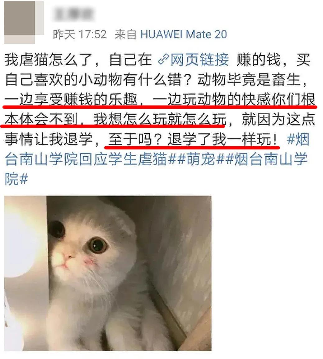 大学生杀死流浪猫,大学生杀流浪猫