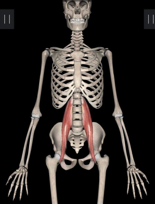 锻炼髂腰肌最有效方法图解,不懂健身动作练到的肌肉