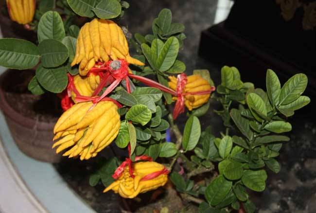 盆景佛手怎么养殖的视频,佛手树桩盆景制作教程