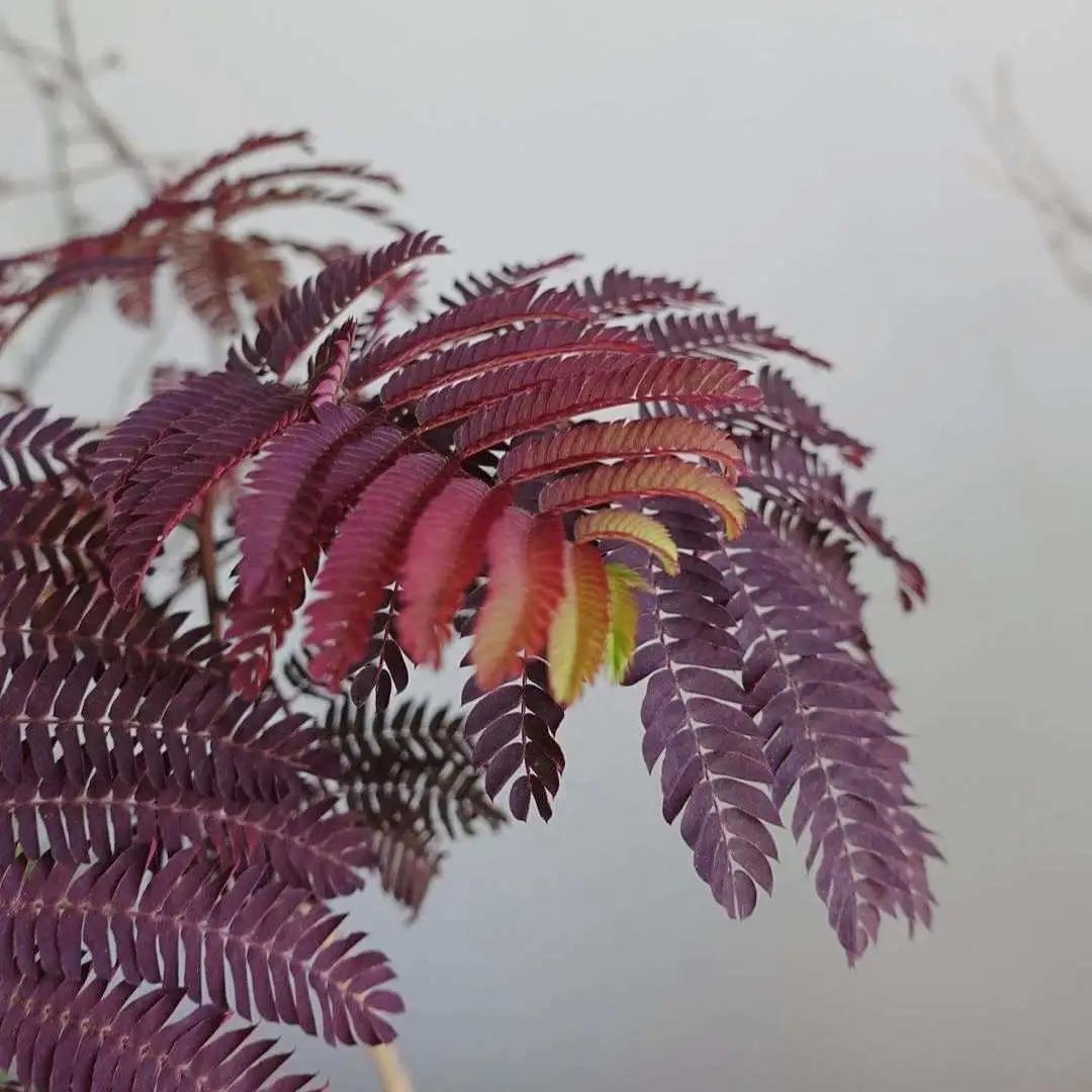 ins十大网红绿植,ins网红绿植大全