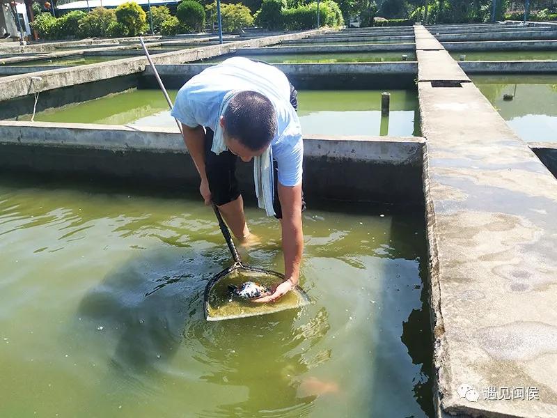 见过会踢足球的闽侯金鱼吗？盘它