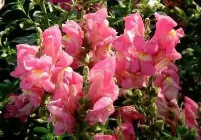 摄影艺术100种花的花语太全了,100种花卉和花语