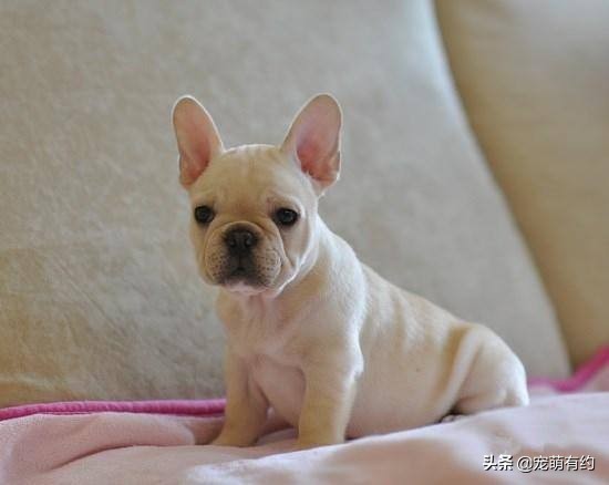 法国斗牛犬幼犬喂食,法国斗牛犬饲养需要注意哪些