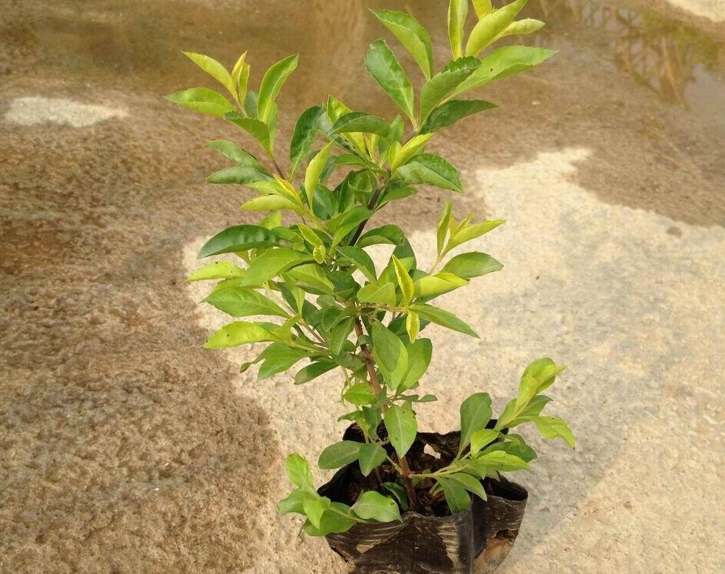 黄金芽好还是黄金叶好,黄金芽和黄金叶的区别的视频