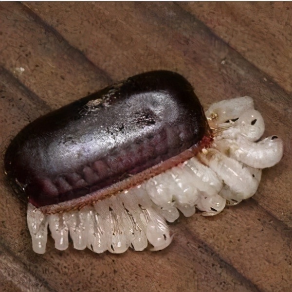 灭蟑螂三年怎么消灭最彻底,灭蟑螂最靠谱的是这2招