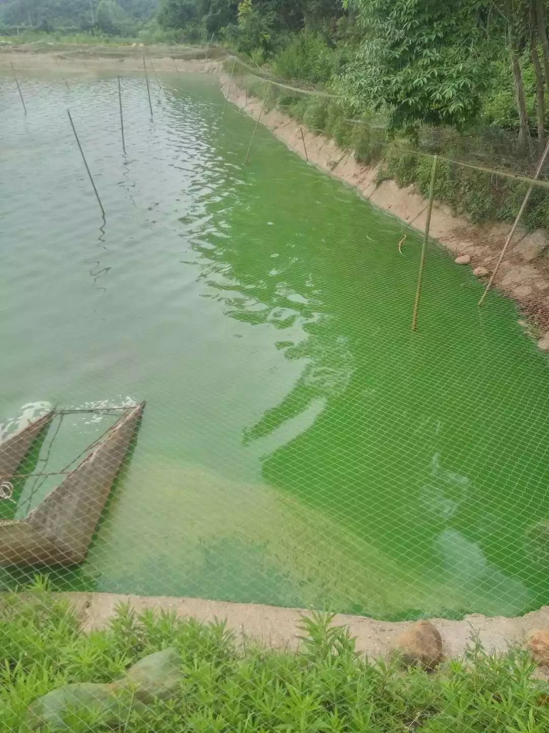 八种常见水产养殖水质！速来辨别你的池塘