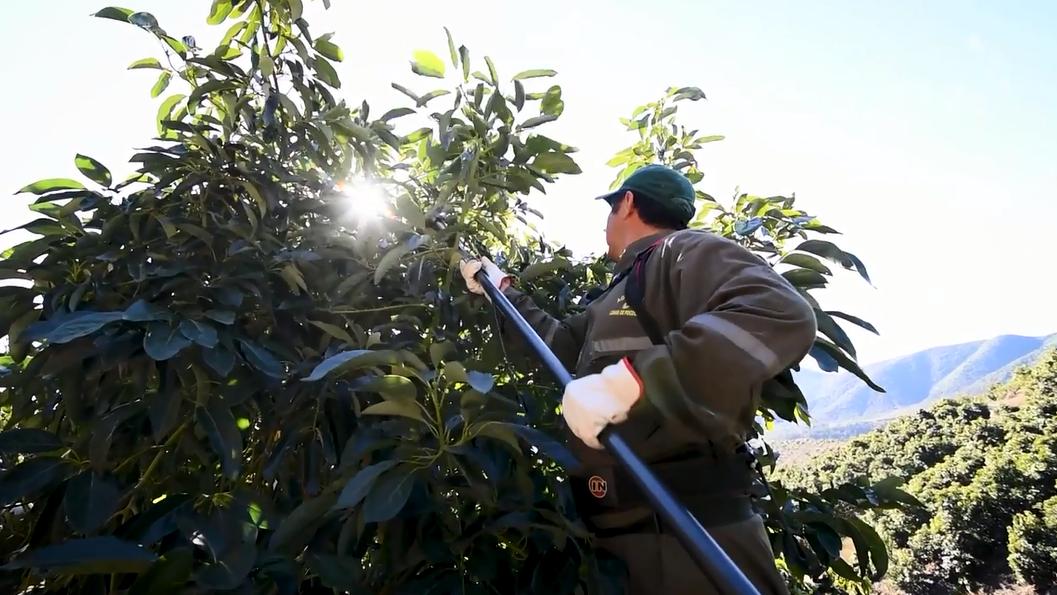 从南美的秘鲁进口水果到中国,秘鲁牛油果是哪里的
