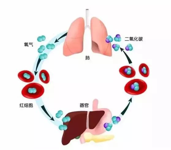 关于血常规的检查知识,关于血常规的视频