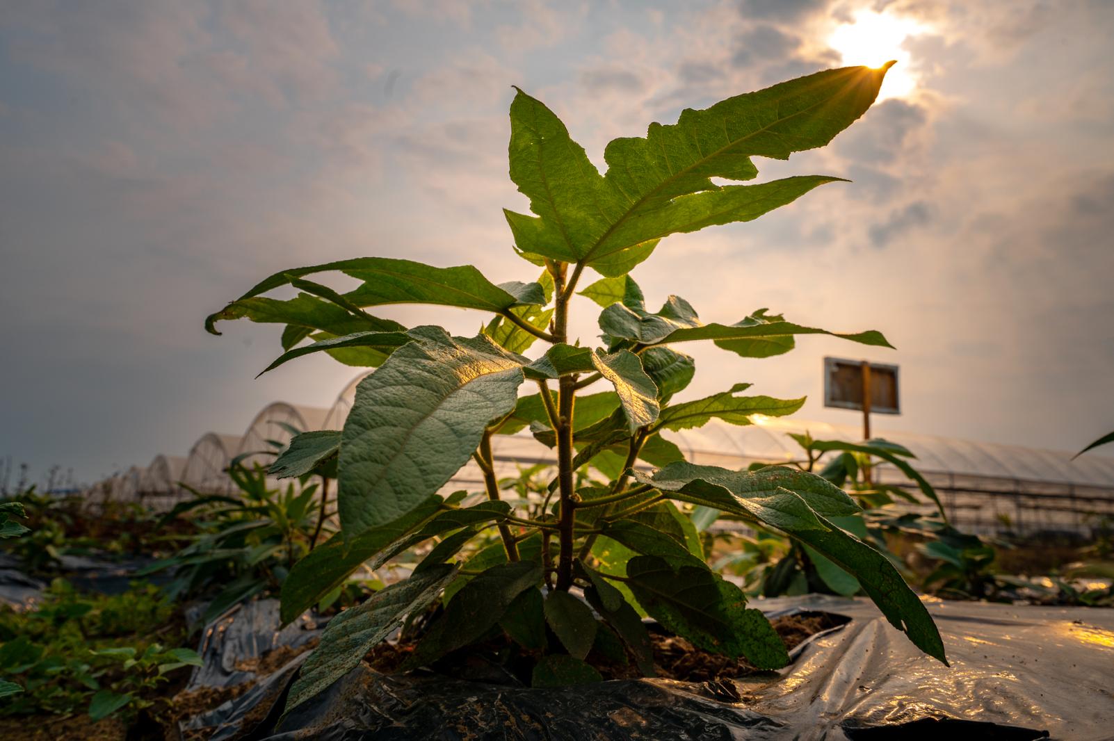 广西钦州有没有野生五指毛桃,广西种植五指毛桃致富