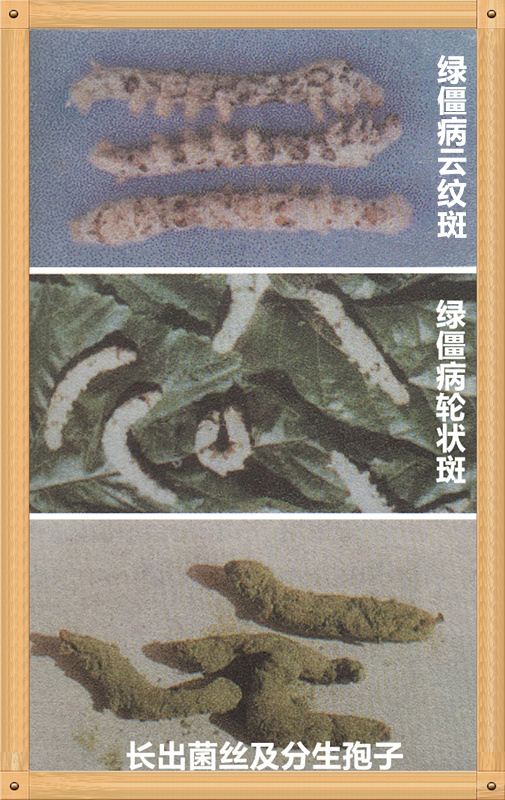 家蚕真菌病,家蚕病害的研究