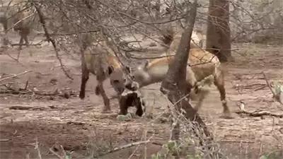 平头哥对上“非洲二哥”谁会赢？一个是真“虎”，一个是真牛