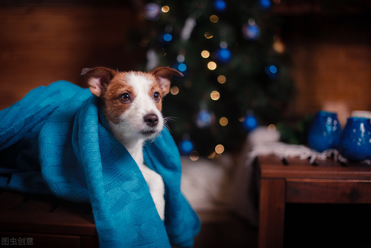 狗狗没有狗证怎么办理,狗狗的狗证在哪办