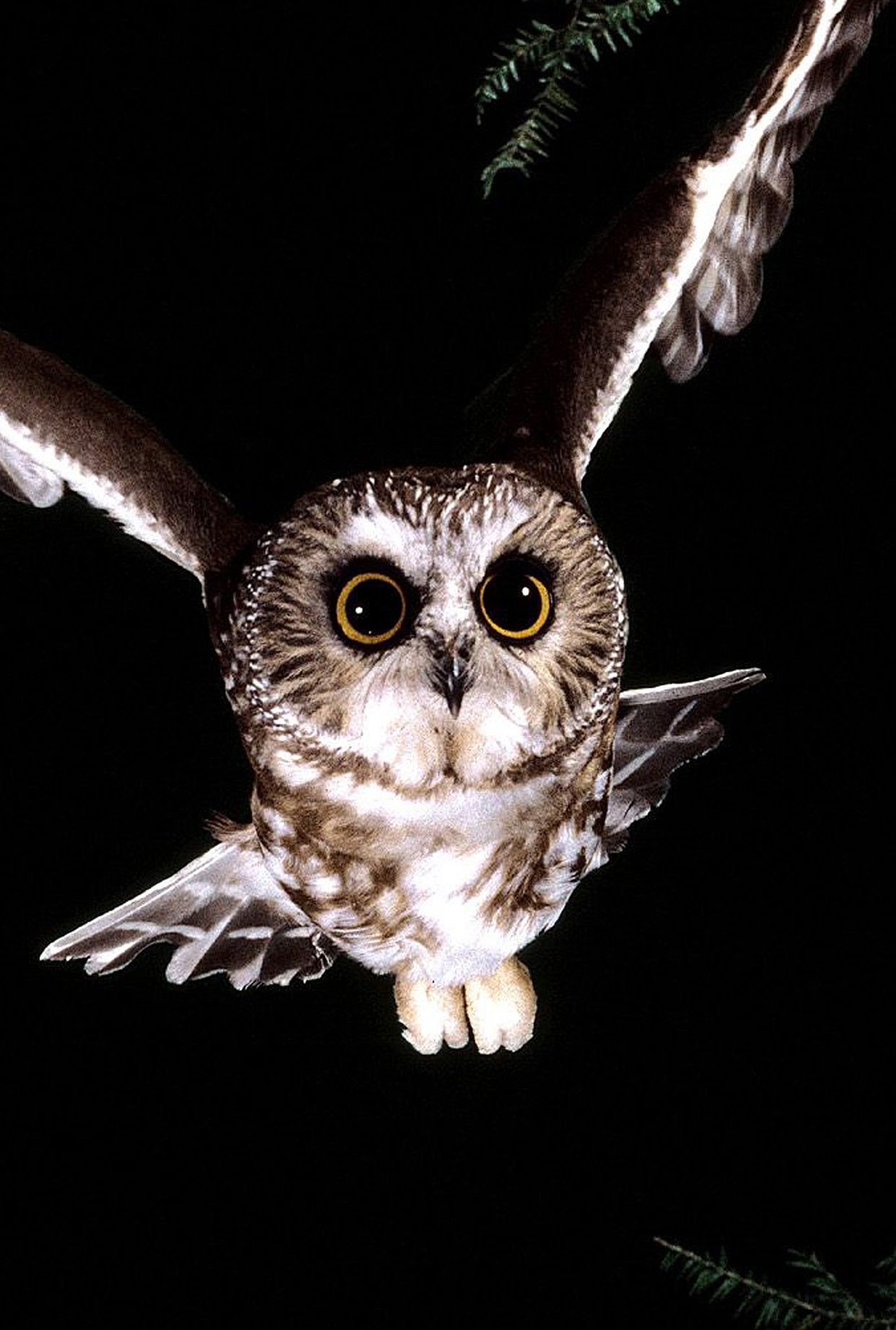 猫头鹰传言真的假的,猫头鹰不祥