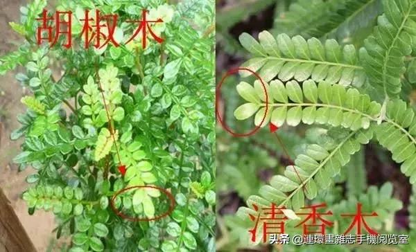 100种常见花卉植物图谱,100种花卉素描图谱