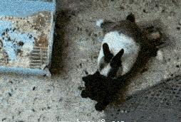 超级搞笑gif图,超好笑gif图