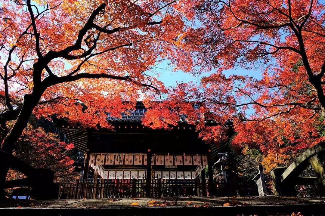 停车坐爱枫林晚风景,停车坐爱枫林晚季节