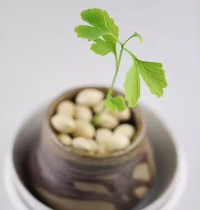 路边捡的银杏叶做成的花,路边捡的银杏果盆景