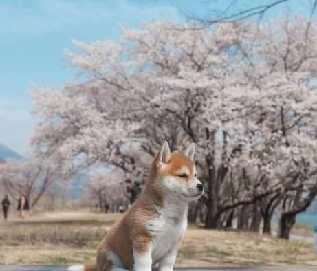 柴犬“咬人”主人一招制服，看到训练方法后，网友：学到了