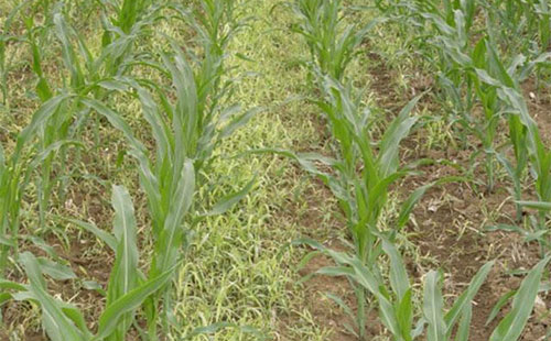 低温寡照玉米不长怎么办？4大补救措施帮你减少损失