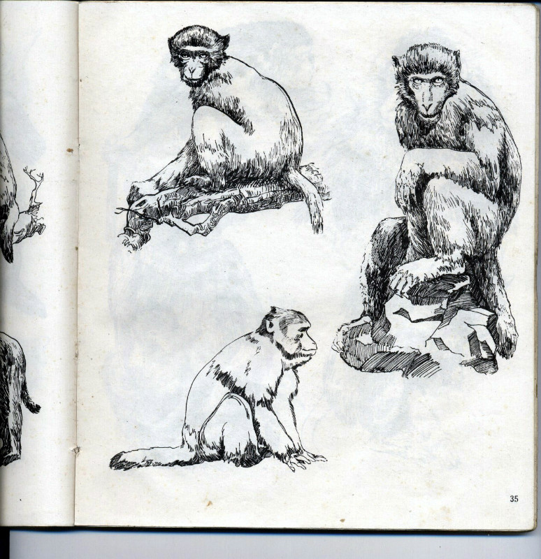 一百幅动物素描,近百幅动物画