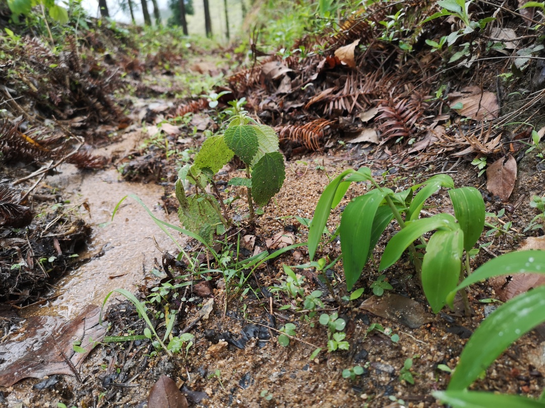 竹林深处探宝——只为了那一棵黄精