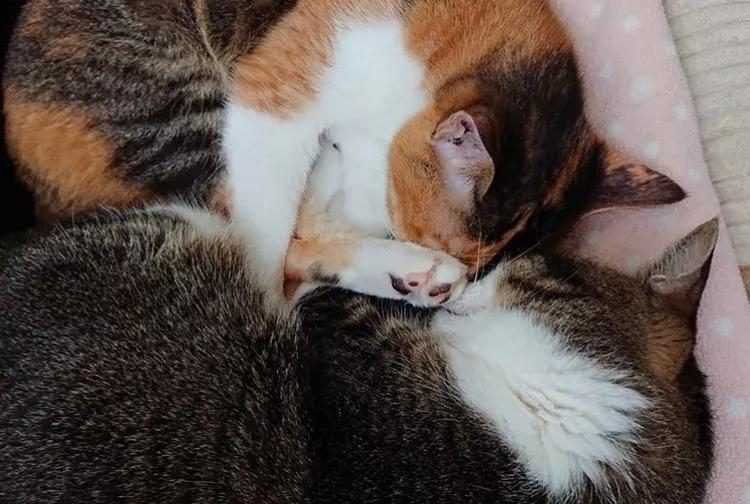 两只猫感情好不亲主人,两只猫感情好