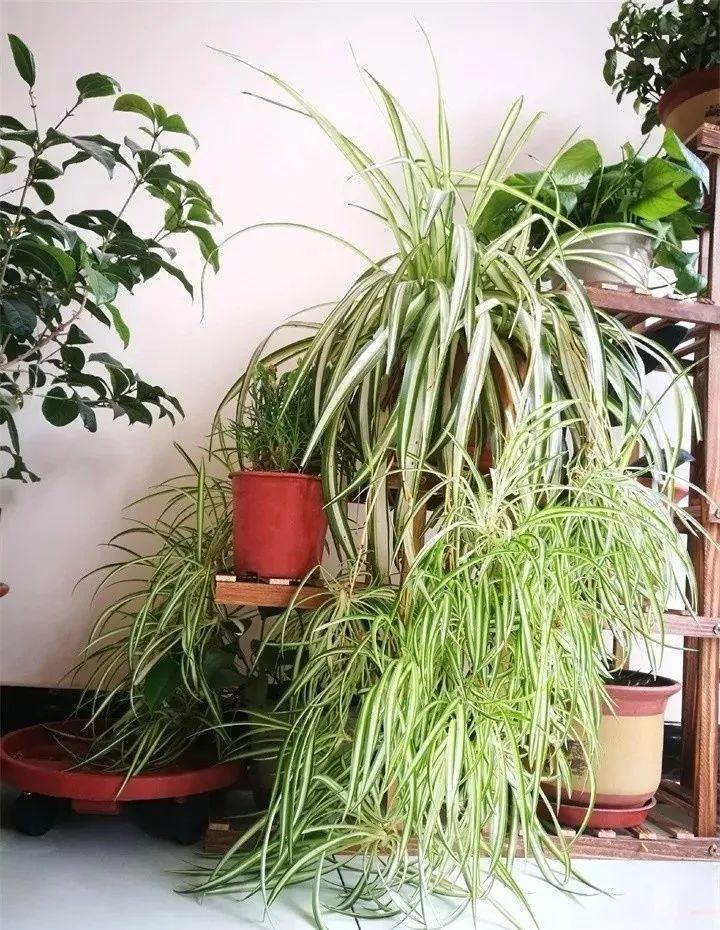 养花新手不知道养什么，就选这几种植物，轻松养爆盆