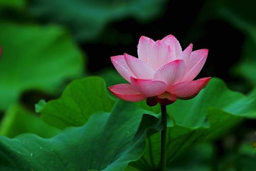 100种漂亮的夏花图片,30种夏花图片大全