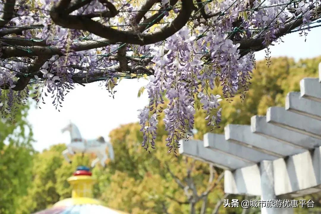 紫藤挂云木花蔓宜阳春下一句,紫藤挂云木花蔓宜阳春整首诗