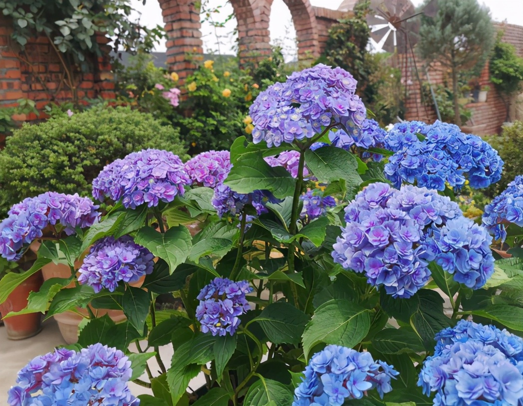 一加仑绣球长几年能长大,绣球扦插苗如何让其快速长大