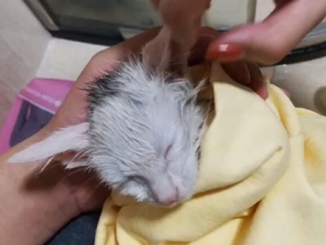 一个月的小猫被粘鼠板粘住了,猫粘鼠板救流浪猫