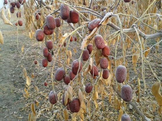 买红枣的时候怎么选好吃又营养,买红枣怎么选好枣