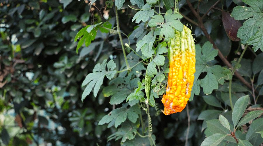 苦过才能回甘,茶苦回甘诗歌