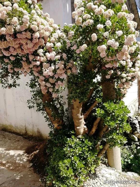 长寿花很多枝头怎么修剪变成老桩,长寿花2年了枝干长成老桩了