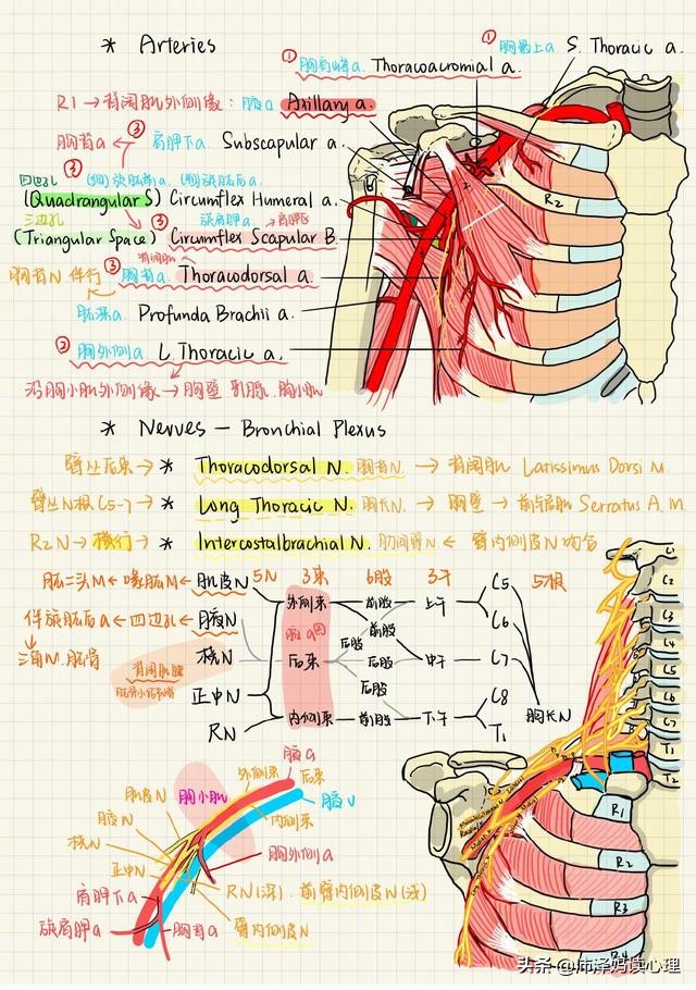 黄圣依教儿子画思维导图,怎样引导五岁孩子画思维导图