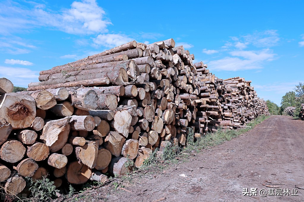 资源类上涨,2024年杉木材行情走势