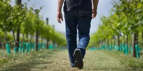 国内葡萄酒消费现状如何,葡萄酒行情下降的原因