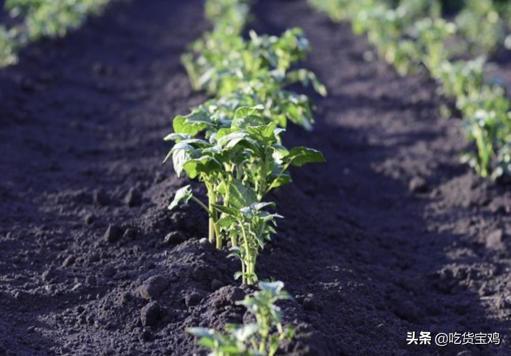 “为什么中餐馆没有真正提供土豆菜？”老外的回答是认真的吗？