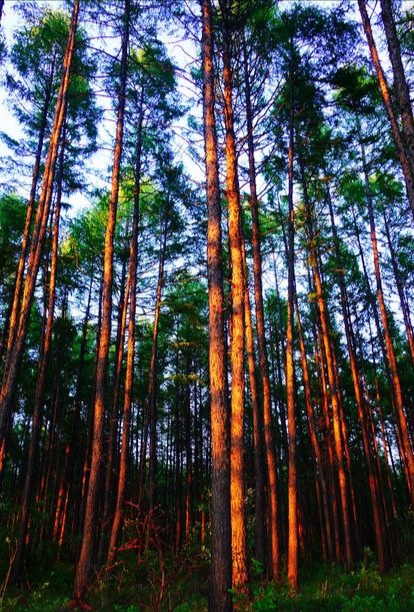 徐建成散文随笔选,徐建成的散文随笔