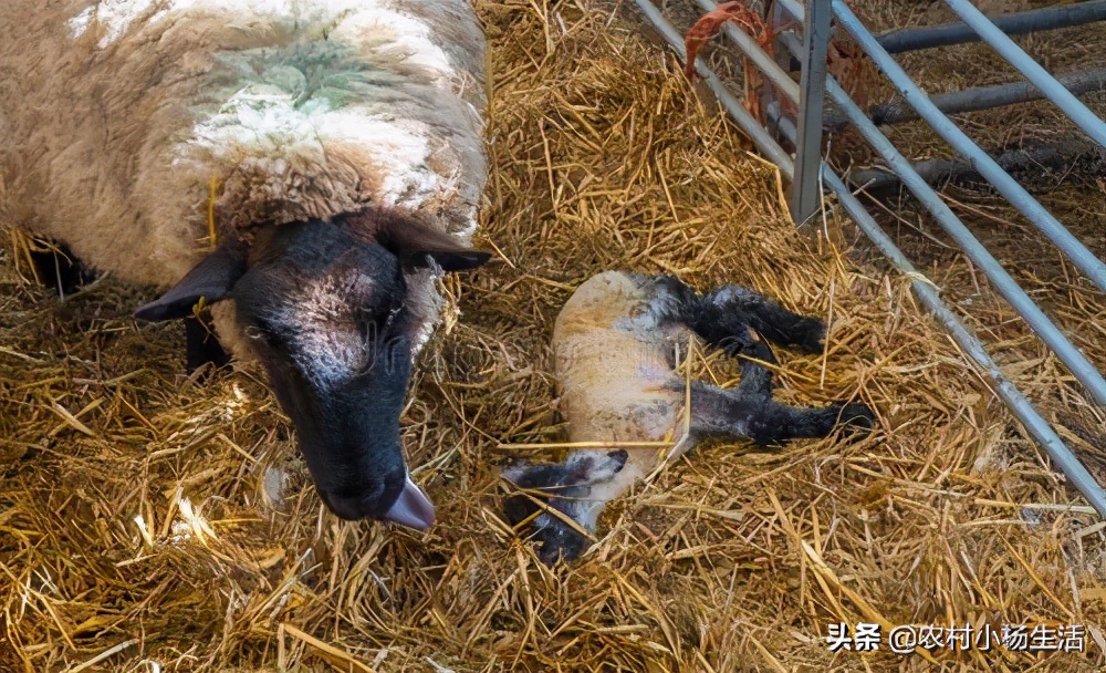 如何接生羔羊,怎样接生羊娃