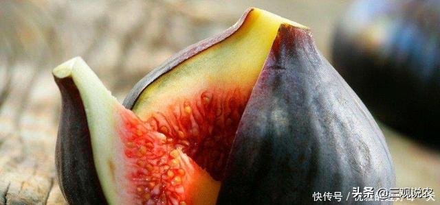 种植无花果前景分析报告,无花果种植具有较好的经济效益