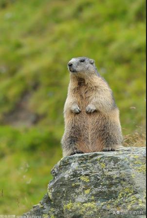 适合家庭饲养除猫狗以外的宠物,你有养过宠物没