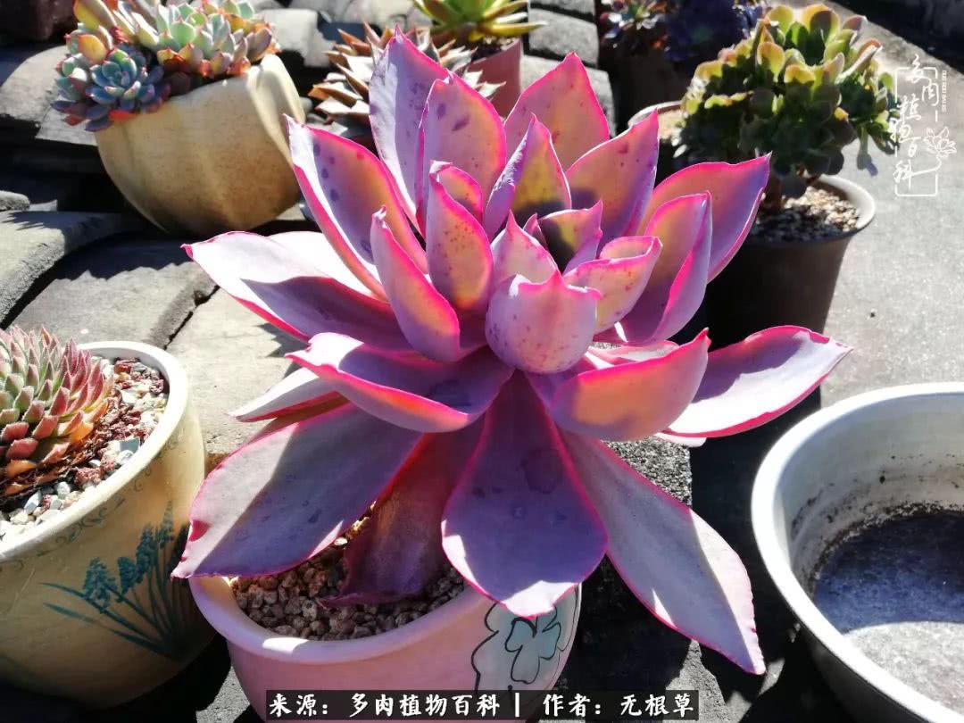多肉寒冬中茁壮成长,多肉岁月的沉淀