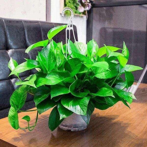 春天绿萝怎么养从以下几点入手,春天家里养绿萝7天喷一次叶面肥