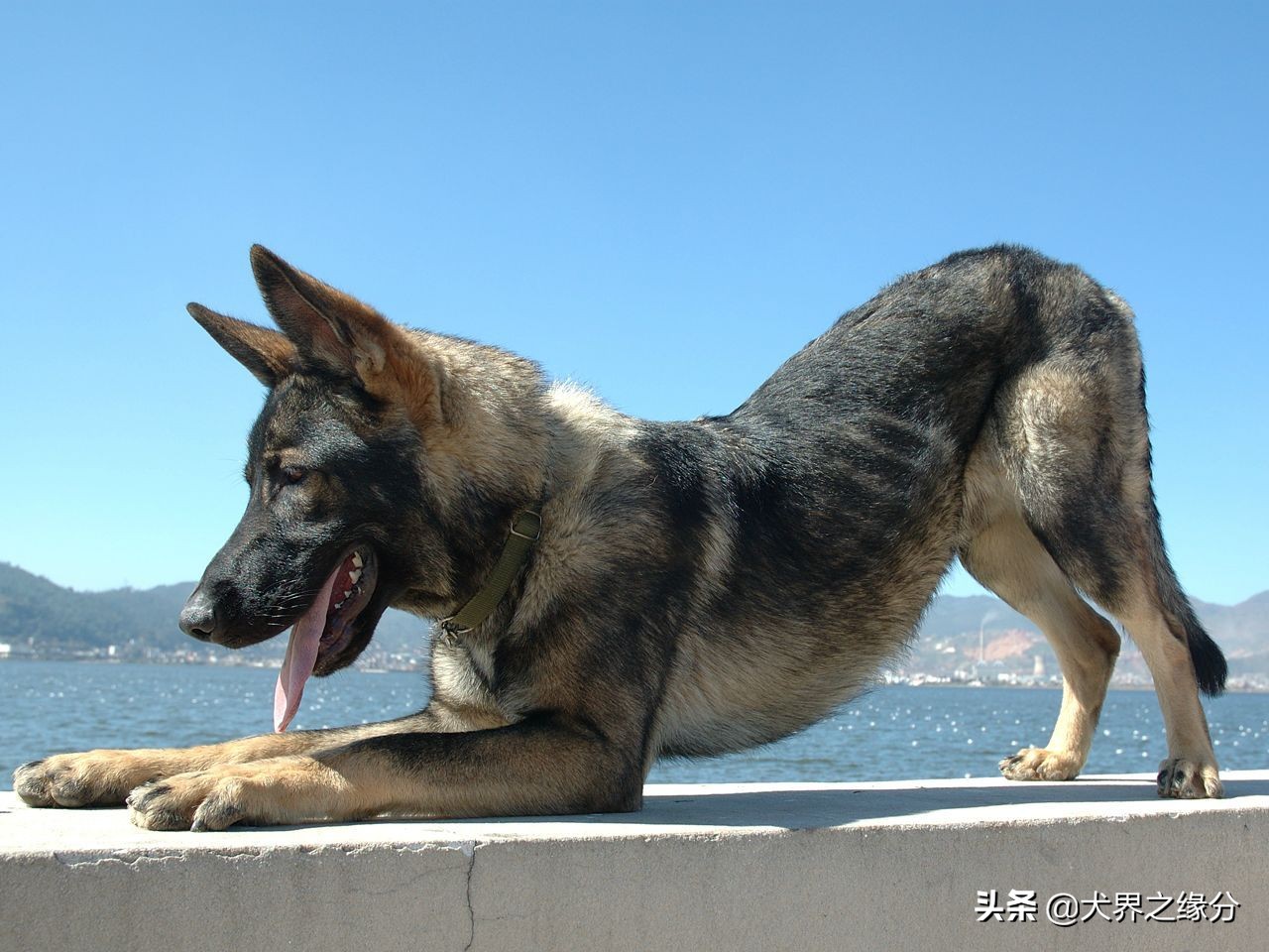 两个护卫犬,护卫犬两大保镖