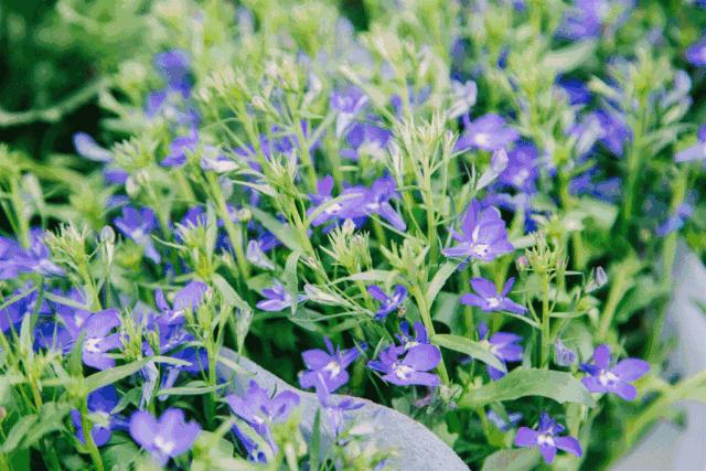 重庆的大型批发市场,最新最全重庆批发市场一览表