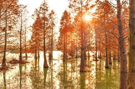 「诗词原创」邓寿康戊戌七言诗草