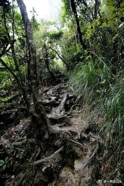 蚂蝗为什么被称为吸血鬼,山蚂蝗的惊悚故事